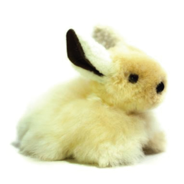 Conejo